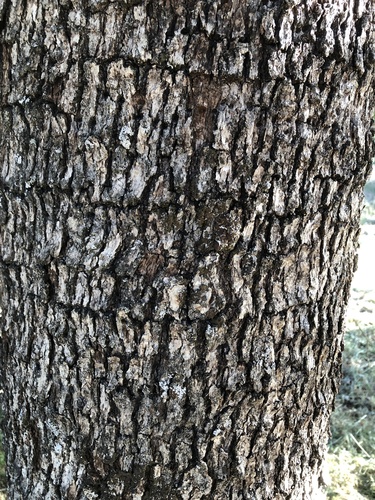 Epling's Oak