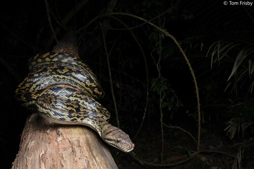 Australian Scrub Python sighting