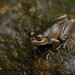 Common Mist Frog - Photo (c) Tom Frisby, all rights reserved, uploaded by Tom Frisby