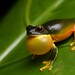 Orange-thighed Tree Frog - Photo (c) Tom Frisby, all rights reserved, uploaded by Tom Frisby