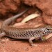 Desert Skink - Photo (c) Tom Frisby, all rights reserved, uploaded by Tom Frisby