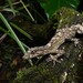 Moritz's Leaf-tailed Gecko - Photo (c) Tom Frisby, all rights reserved, uploaded by Tom Frisby