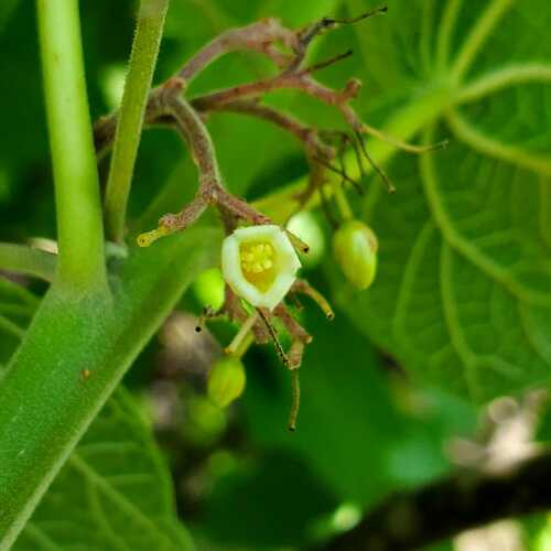 Costa Rican Jatropha (Jatropha costaricensis)