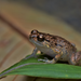 Northern Ornate Nursery Frog - Photo (c) Tom Frisby, all rights reserved, uploaded by Tom Frisby