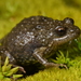 Sloane's Froglet - Photo (c) Tom Frisby, all rights reserved, uploaded by Tom Frisby