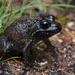 Marbled Frog - Photo (c) Tom Frisby, all rights reserved, uploaded by Tom Frisby