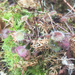 Roundleaf Sundew - Photo (c) Robert Michael Tyler, all rights reserved, uploaded by Robert Michael Tyler