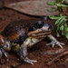 Giant Banjo Frog - Photo (c) Tom Frisby, all rights reserved, uploaded by Tom Frisby