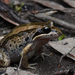 Striped Marsh Frog - Photo (c) Tom Frisby, all rights reserved, uploaded by Tom Frisby