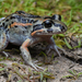 Salmon-striped Frog - Photo (c) Tom Frisby, all rights reserved, uploaded by Tom Frisby