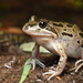 Spotted Marsh Frog - Photo (c) Tom Frisby, all rights reserved, uploaded by Tom Frisby