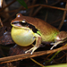 Green-thighed Tree Frog - Photo (c) Tom Frisby, all rights reserved, uploaded by Tom Frisby