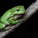 Australian Green Tree Frog - Photo (c) Tom Frisby, all rights reserved, uploaded by Tom Frisby