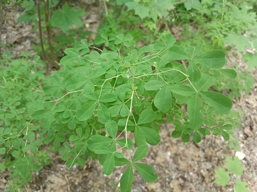 Наблюдение на iNaturalist