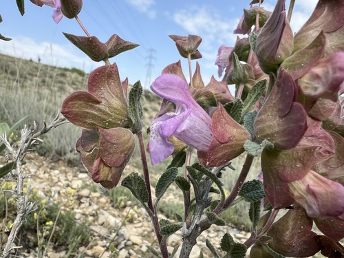 Salvia euphratica