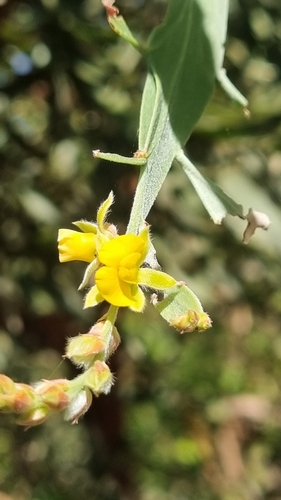 Jacksonia dilatata Benth.