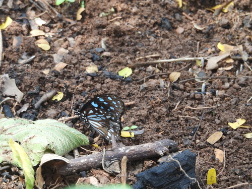 Blue Monarch