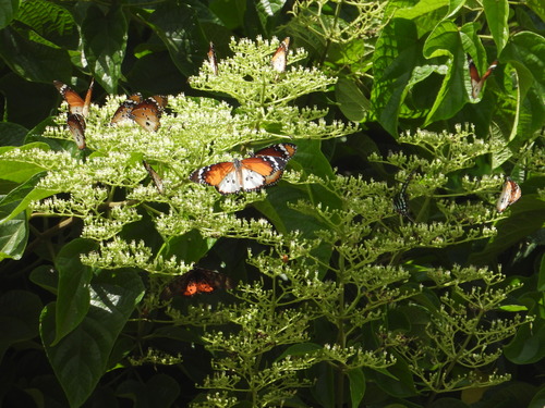 Danaus chrysippus alcippus