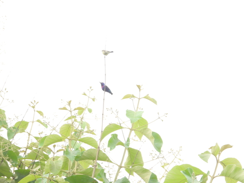Splendid Sunbird
