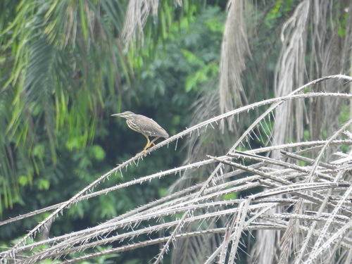 Little Heron