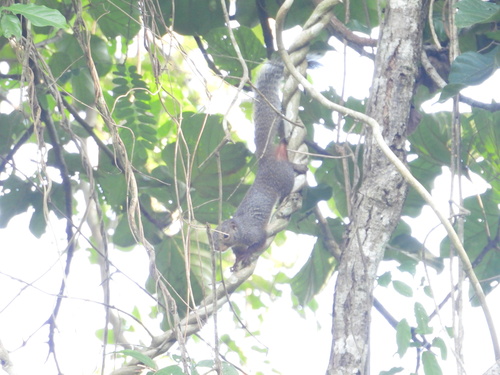 Red-legged Sun Squirrel