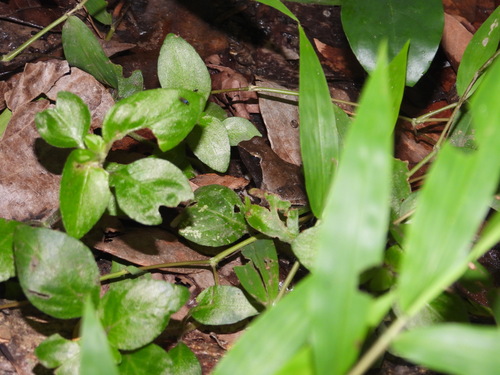 Coast River Frog