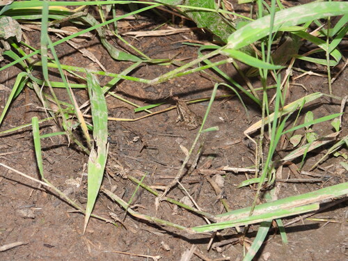 Ahl's River Frog