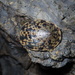 Turtle Limpet - Photo (c) 栗鼠, all rights reserved, uploaded by 栗鼠