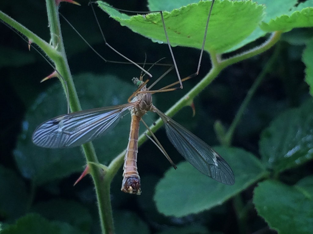 Tipula truncata from Rruga Xhuvel Xhuvelaj, Vlorë, Vlora, AL on May 14 ...