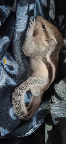 Five-striped Palm Squirrel