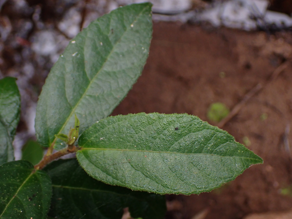 creek sandpaper fig from Crows Nest QLD 4355, Australia on May 25, 2024 ...