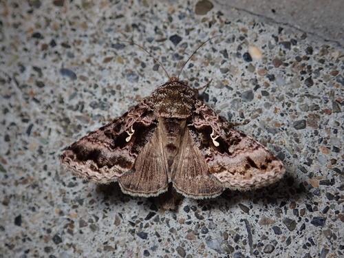 Ctenoplusia ichinosei