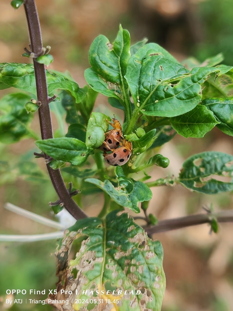 Hadha Insect Hadda Beetle from Felda Bukit Kepayang, 28300 Triang, Pahang, Malaysia ...