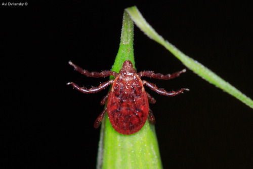 Brown Dog Tick