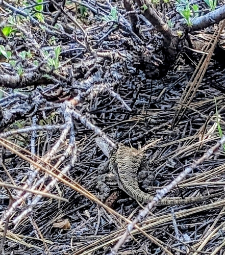 iNaturalist observation photo of Spiny Lizards