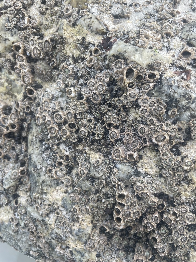 Tooth Barnacle from Beach Road, Muizenberg, WC, ZA on May 31, 2024 at ...