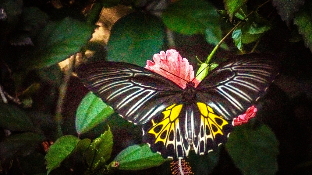 Southern Birdwing from Thrissur, IN-KL, IN on August 24, 2023 at 06:06 ...