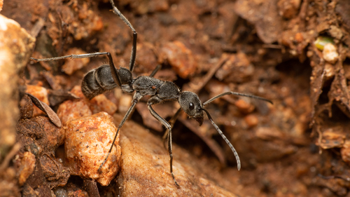 锡兰双刺猛蚁Diacamma ceylonense