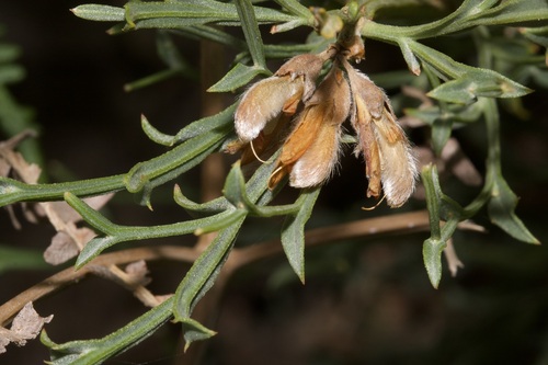 Genista tridentata