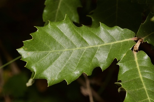 Portuguese oak