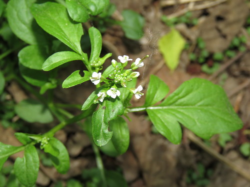 Japanese bittercress (Cardamine regeliana)