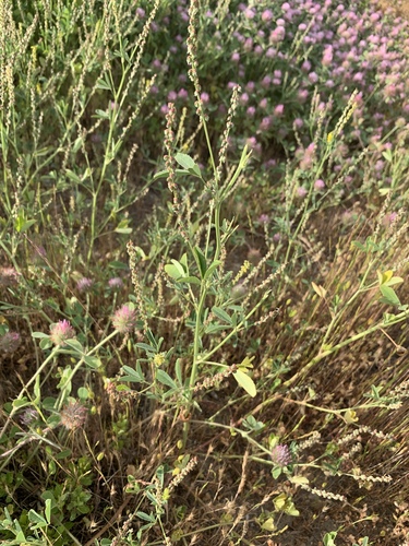 iNaturalist observation photo of small melilot