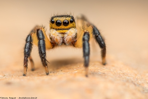 Euophrys sulphurea