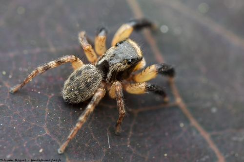 Euophrys sulphurea