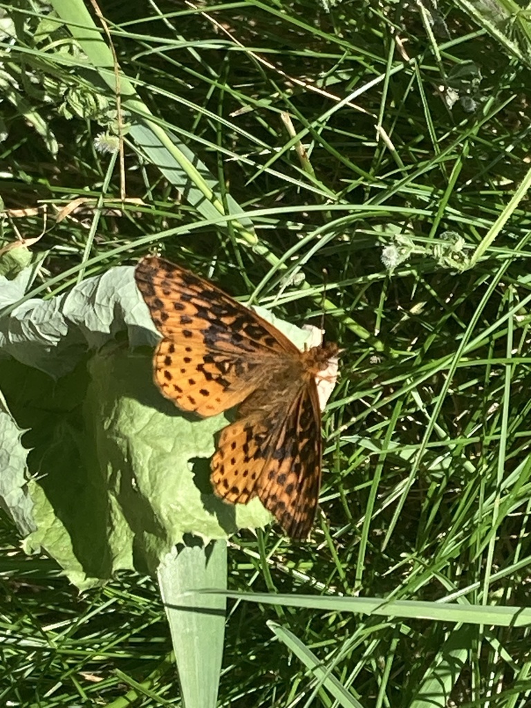 Meadow Fritillary from Marguerite Rd, Latrobe, PA, US on May 31, 2024