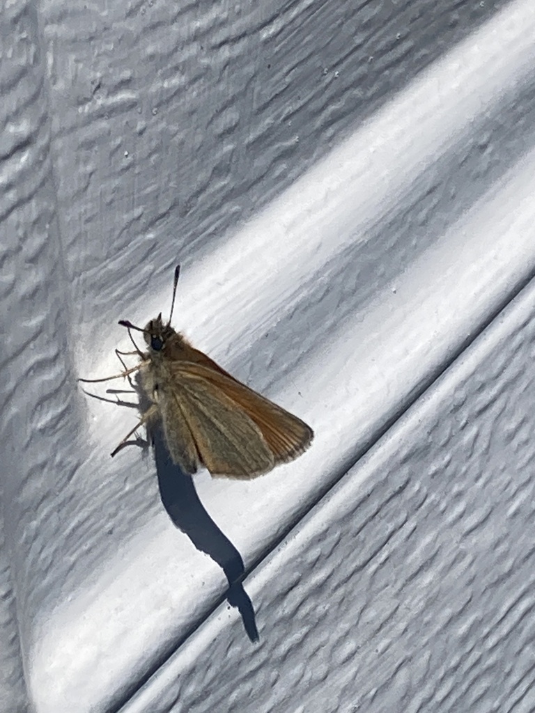 Essex Skipper from Marguerite Rd, Latrobe, PA, US on May 31, 2024 at 02