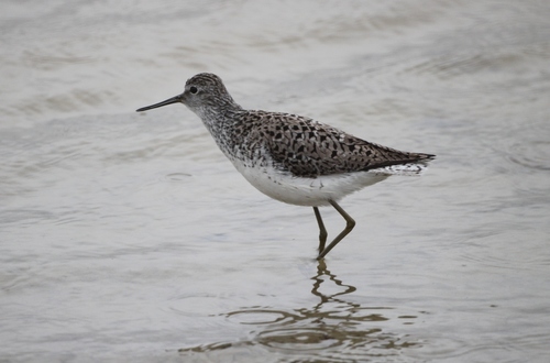 Marsh Sandpiper