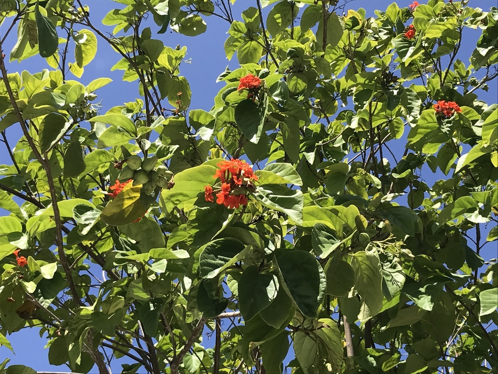 Anacahuite (Cordia sebestena) · NaturaLista Colombia