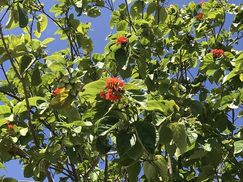 Scarlet Cordia