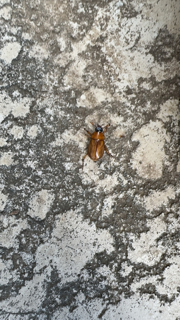 Southern Masked Chafer from Colleyville on May 31, 2024 at 03:02 PM by ...